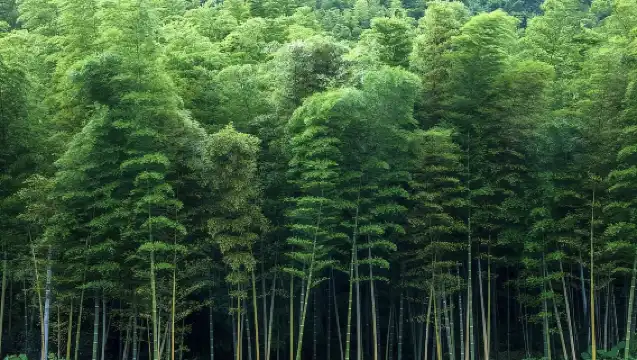 【重慶-永川一日遊】松溉古鎮+神女湖+博物館+茶山竹海