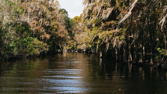 Orlando: Lawatan Bot Udara Hidupan Liar Florida Everglades