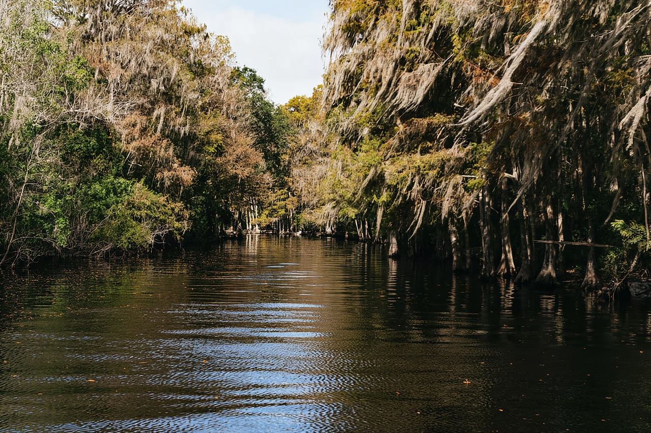 Orlando: tour in idroscivolante tra gli animali selvatici delle Everglades in Florida