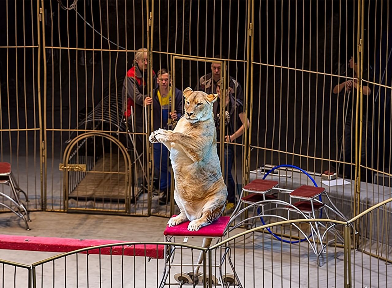 Bortsam Za Vlast' Sovetov Na Dal'nem Vostoke 1917-1922Gg, Pamyatnik + Gvardeyskaya Krasnoznamonnaya Podvodnaya Lodka S-56, Muzey + Zolotoy Rog + Vladivostok Circus