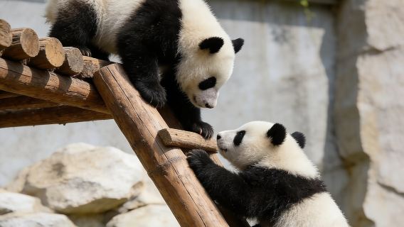 베이징 천단공원, 판다하우스, 이화원 프라이빗 투어