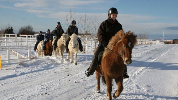 From Reykjavik: Full-Day Horse Riding & Golden Circle Tour