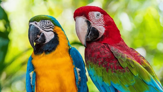 Chuncho Collpa - Día completo | Entrada |