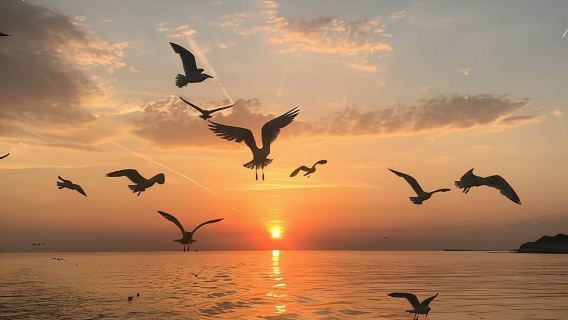 VRSAR: Night Boat Tour to Rovinj with Dolphin Watching