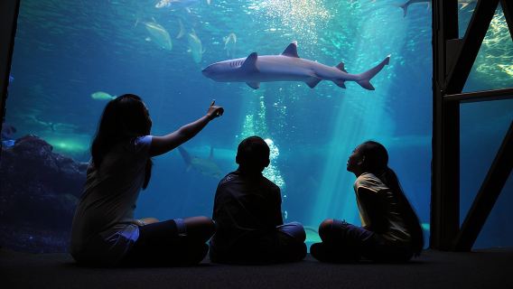 Maui Ocean Center All Day Admission Ticket