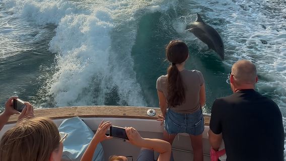 2 Hour Private Dolphin Sightseeing Tour
