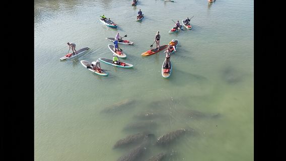 New Smyrna Dolphin and Manatee Kayak and SUP Adventure Tour