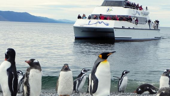 Navigazione del Canale di Beagle Colonia di pinguini