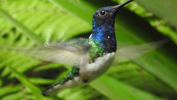 Экскурсия на целый день в облачный лес Миндо, наблюдение за птицами, водопады и поход