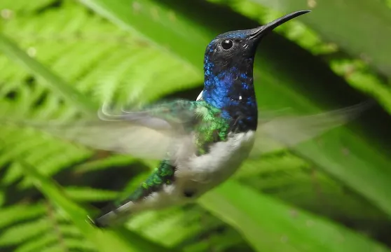 明多雲霧森林全日遊：觀鳥、瀑布與遠足