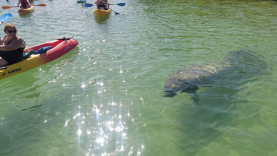 Mangroven-Dschungel-Erkundung mit dem SUP/Kajak