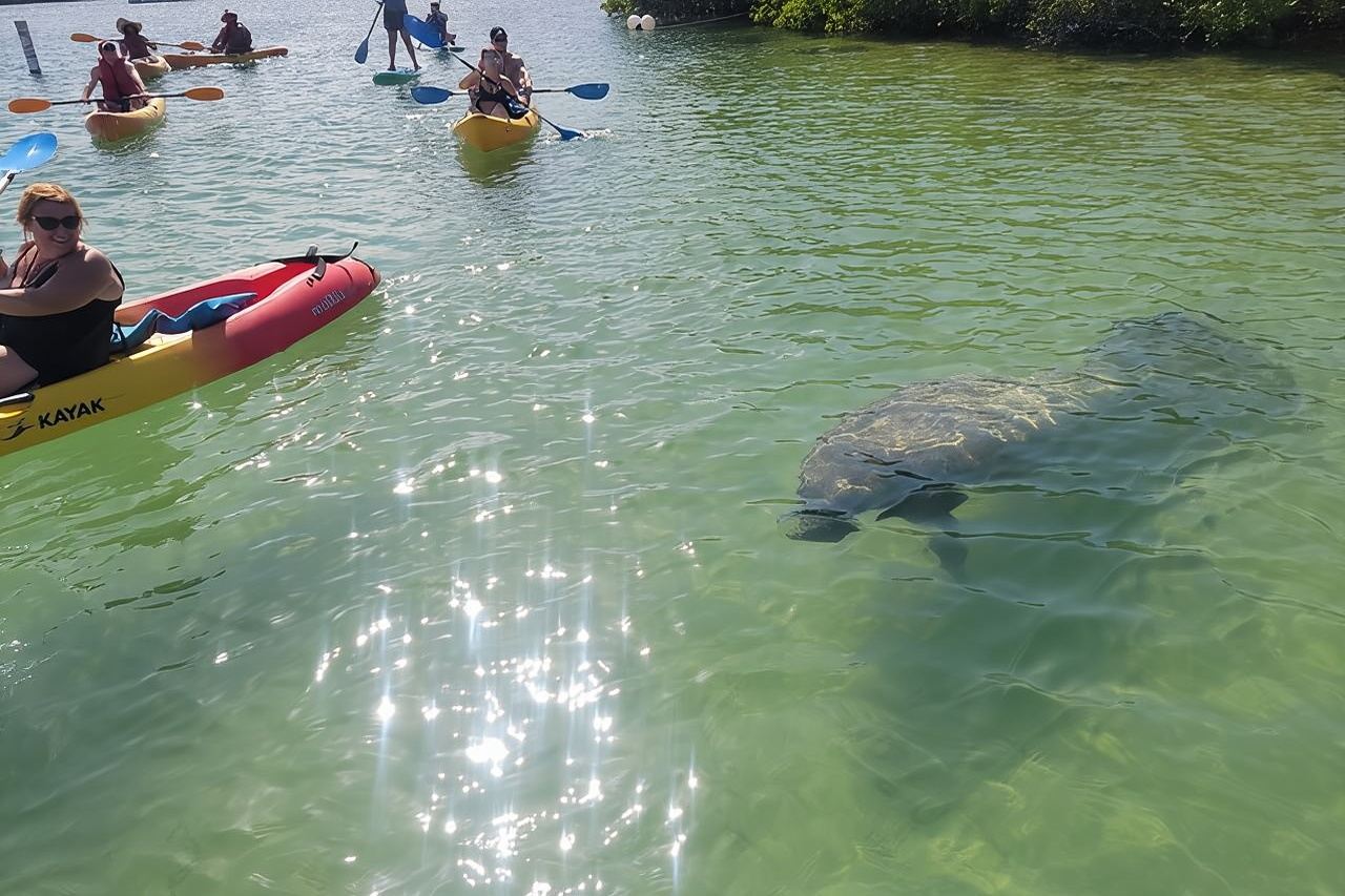 Mangrove Jungle Exploration on SUP/Kayak