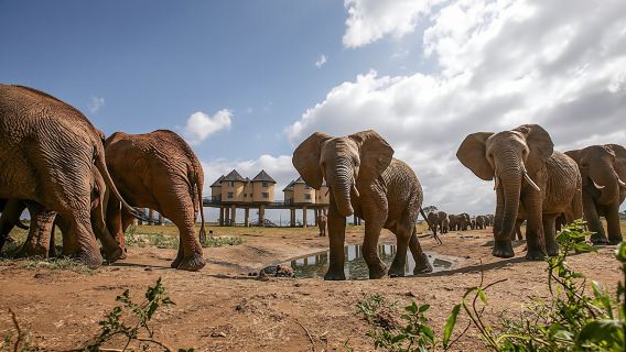 Ngutuni and Salt Lick 2-Day Safari from Mombasa