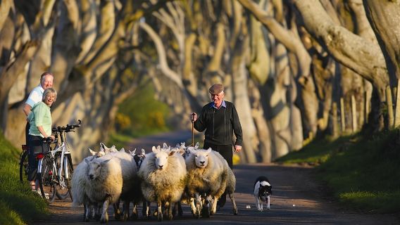 Dunluce Castle, Giant's Causeway, Dark Hedges and Belfast Tour|Dublin