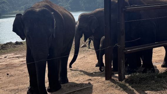 Wild Life Jeep Safari Tour at Bannerghatta with Private Transfer