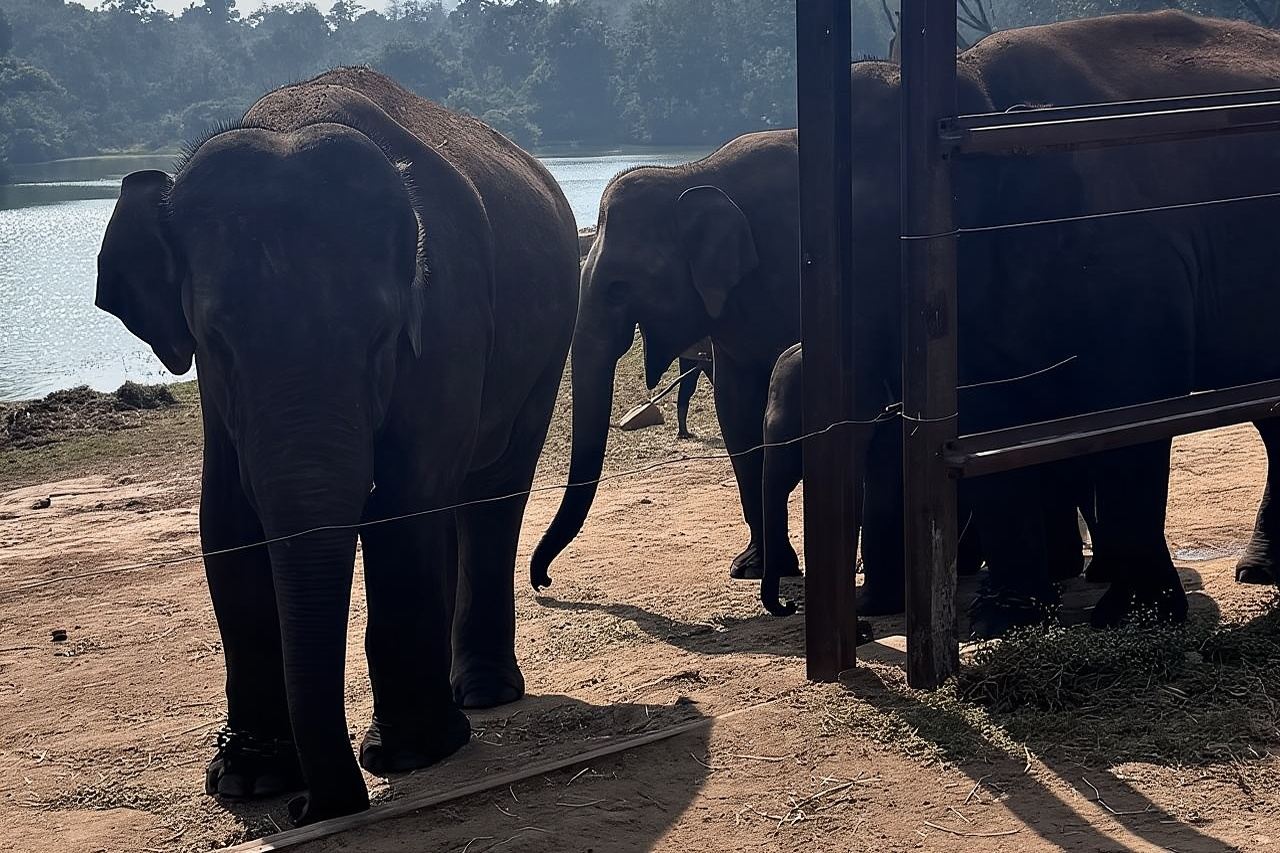 배너가타 야생동물 지프 사파리 투어 (개인 교통편 포함)