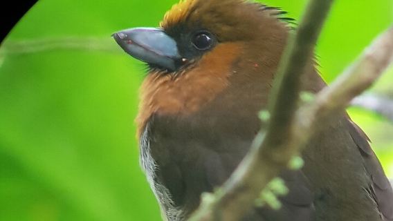 Excursión de observación de aves en Monteverde