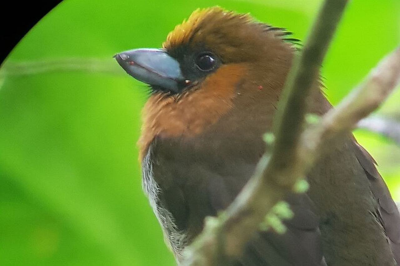Birdwatching Tour in Monteverde