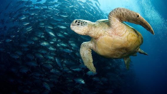 馬來西亞仙本那+馬布島潛水考證水肺OW考證/AOW考證4-7天【包含機場接送】
