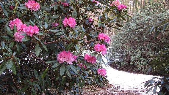 Skip-the-Line: Botanic Garden Entry Ticket