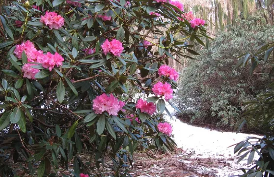 免排隊：植物園門票