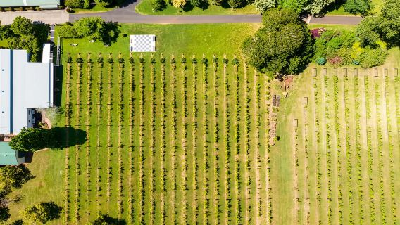 Brisbane: Hop on Hop off Bus to Tamborine Mountain