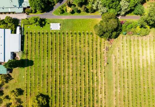 Brisbane: Hop on Hop off Bus to Tamborine Mountain AUD 94.71