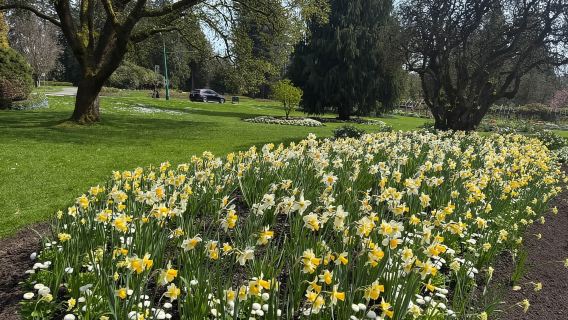 Vancouver City Tour+VipCar+Stanley Park+ChinaTown/SmallGroup