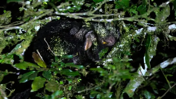 Monteverde: recorrido nocturno a pie por Oktari Monteverde