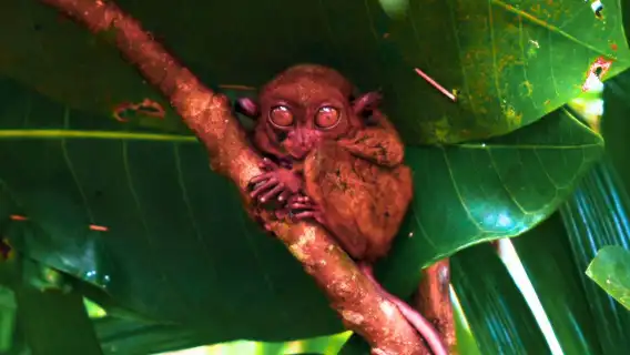 Bohol Countryside Tour by Southwest Tours