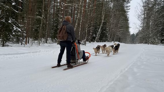 Riga: Husky Dog Sledding Experience