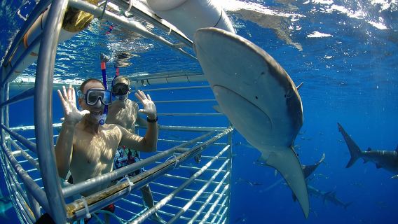 Shark Cage Diving on Oahu's North Shore