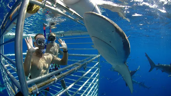 Shark Cage Diving In Oahu