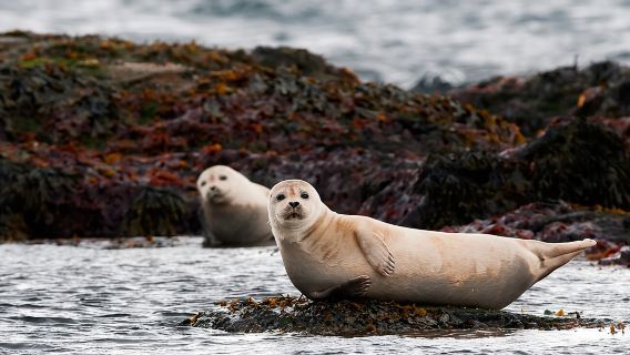 Small-Group Snaefellsnes National Park Day Trip from Reykjavik