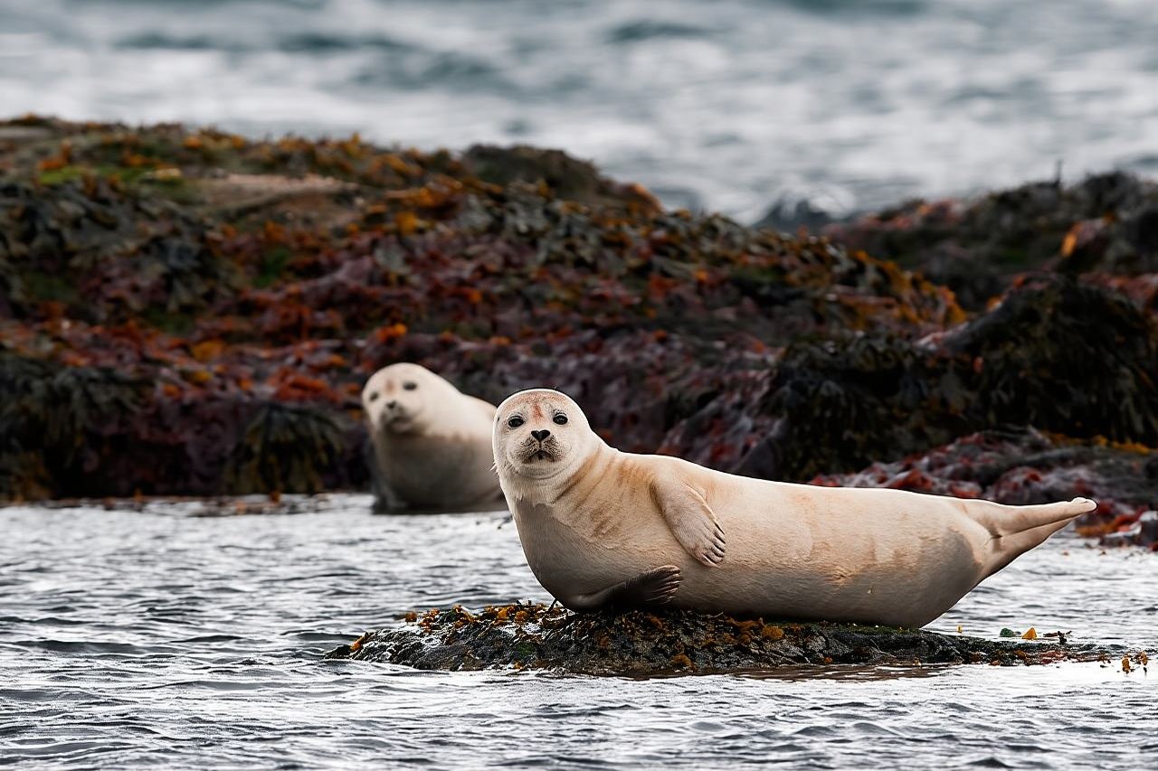 Gita di un giorno per piccoli gruppi al Parco nazionale di Snaefellsnes da Reykjavik