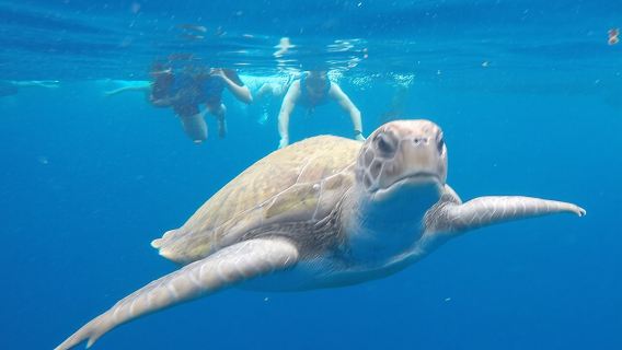 Kayak Route along the Volcanic Coast in Tenerife South with Snorkeling