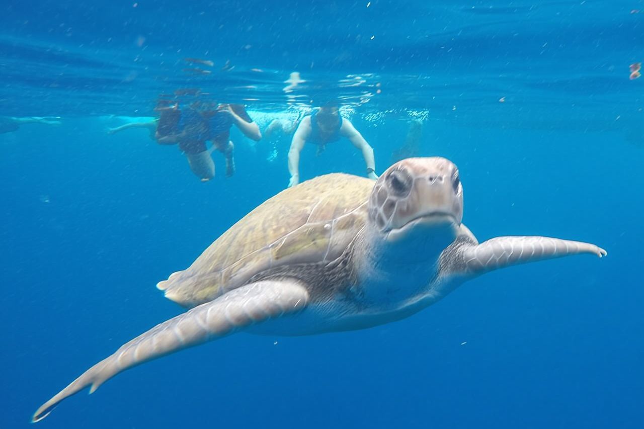 Ruta en Kayak por la Costa Volcánica de Tenerife Sur con Snorkel