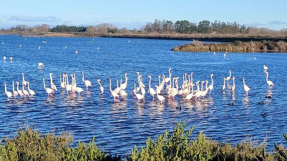Fröhliche Camargue-Tour – ein Eintauchen mit Fahrrad und Roller E
