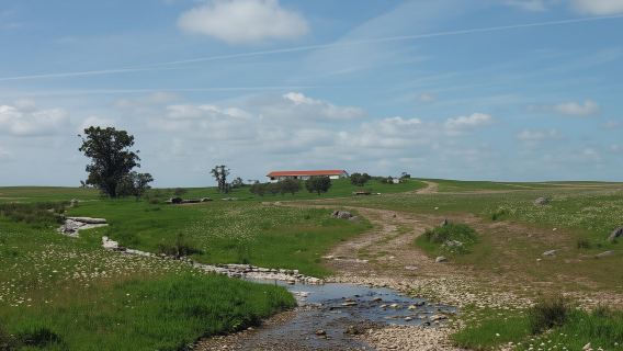 Castro Verde birdwatching tour with dinner