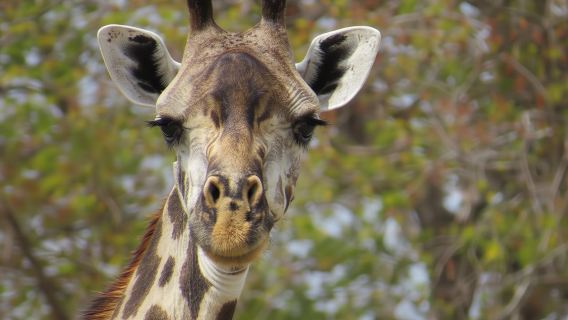 Selous Game Reserve 1-day safari from Zanzibar