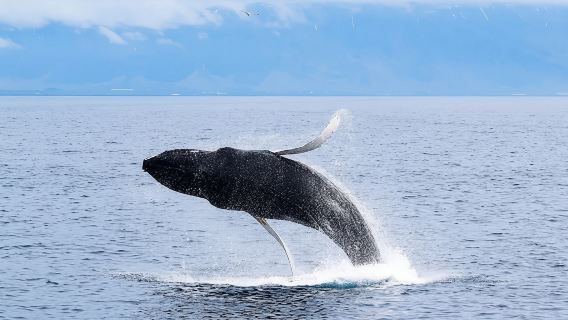 ReykjavikTours