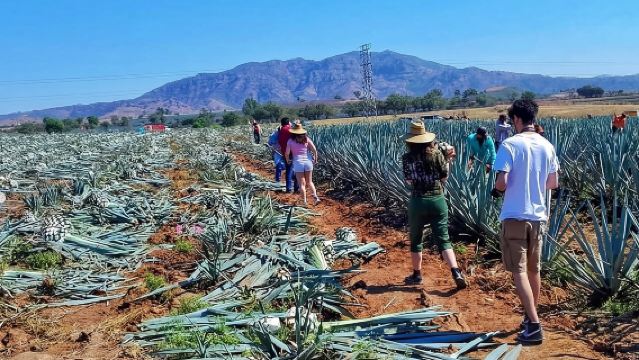 Tequila Tour