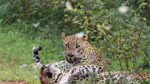 ซาฟารีเต็มวัน - อุทยานแห่งชาติยาลา - 04.30 น. ถึง 18.00 น. กับ Janaka safari