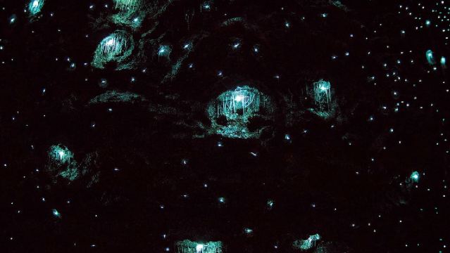 Excursion d'une journée au parc national de Timberline et aux grottes Glowworm (Aller-retour sur la Gold Coast en option)