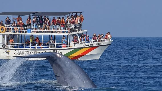 Whale watching Mirissa with Geeth day tour in Sri Lanka|Old Town of Galle and its Fortifications
