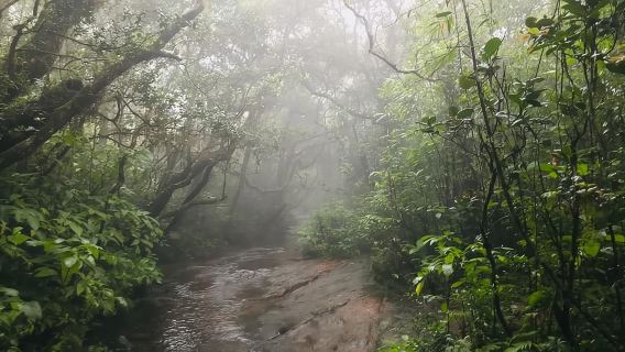 Knuckles Mountain Range: Kotaganga Waterfall Chain Hike