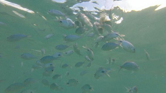 Maurice : Rencontre avec les dauphins, Trou aux Cerf et Grand Bassin