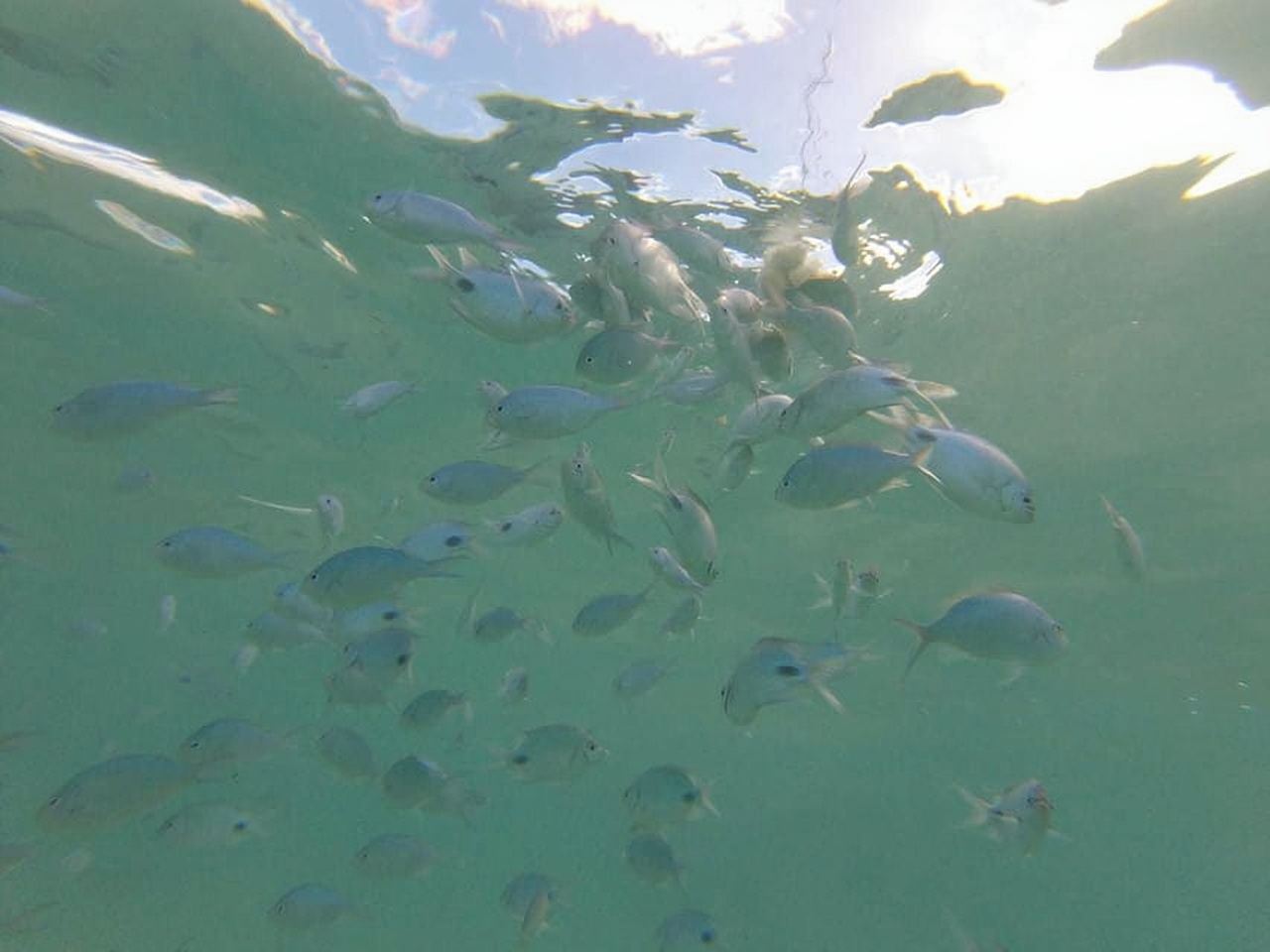 モーリシャス：イルカとの遭遇、トル・オー・セルフ、グラン・バッサン