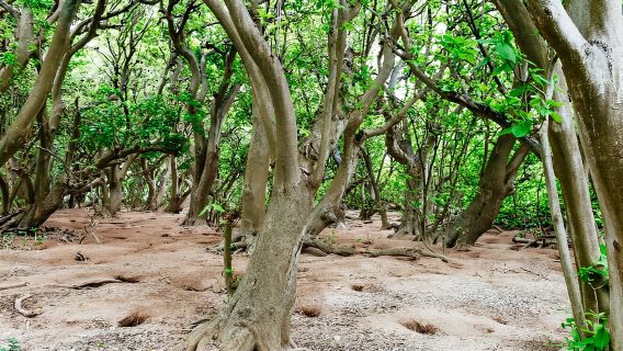 Bundaberg: Recorrido por la isla Lady Musgrave y la Gran Barrera de Coral