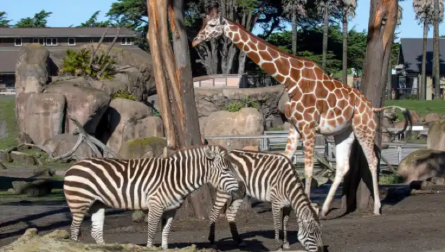 舊金山 CityPASS：在 4 個熱門景點節省 46%